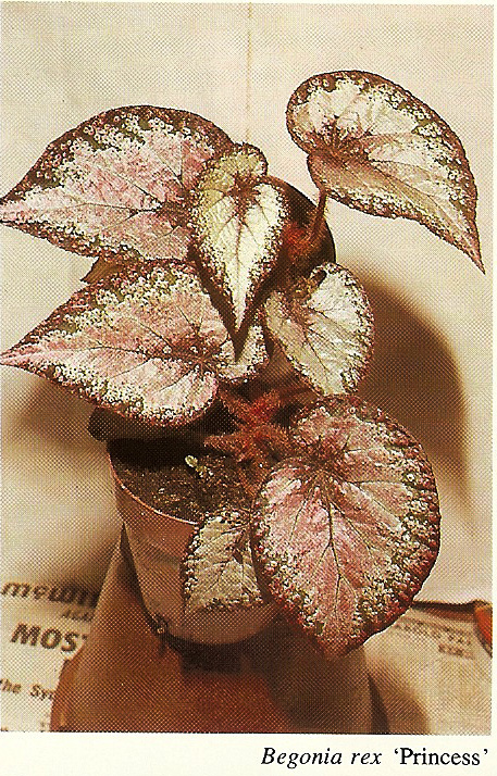 B. ‘Princess’